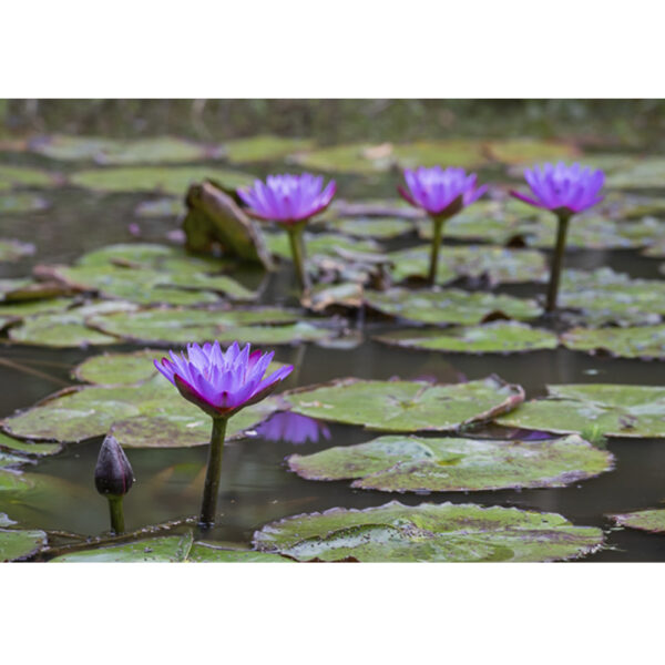 Ninféias - Campos do Jordão, SP