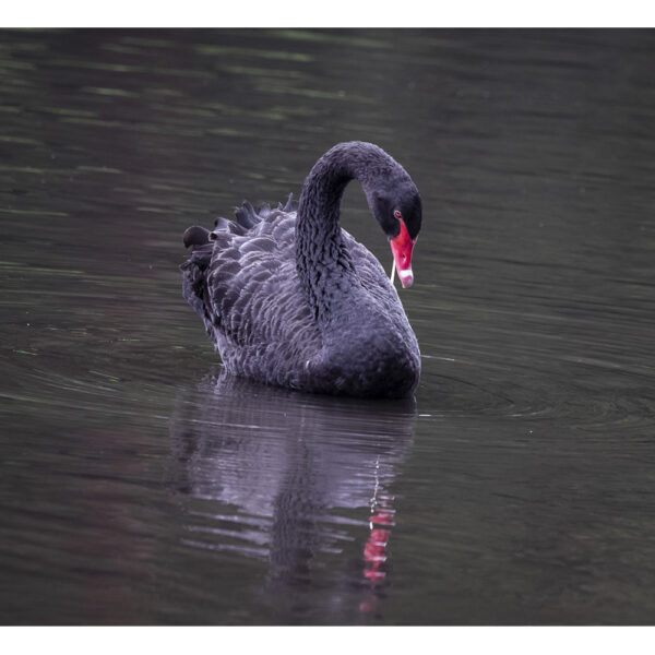 Cisne-preto