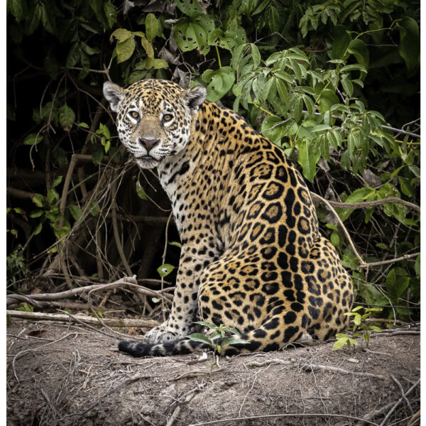 Onça-pintada - 02