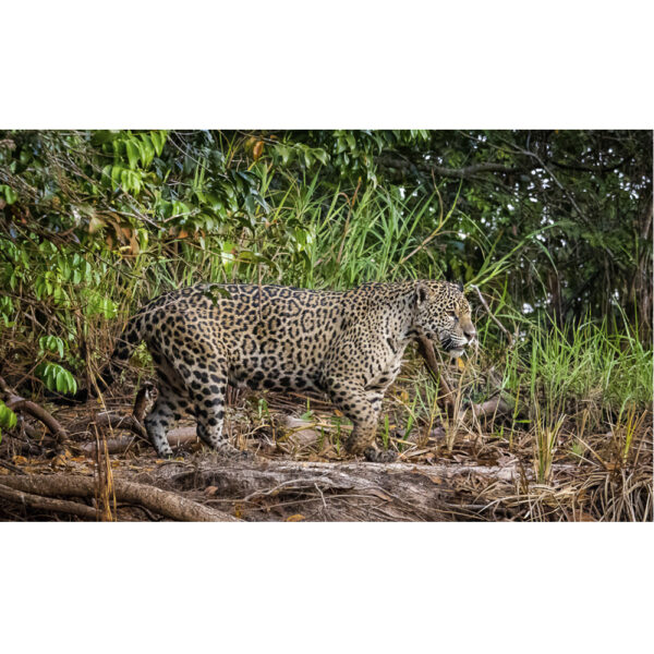 Onça-pintada - 03