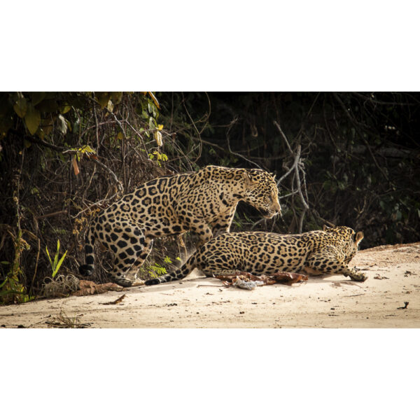 Onça-pintada - 04