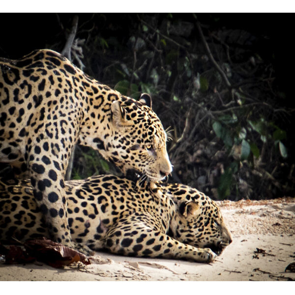 Onça-pintada - 05
