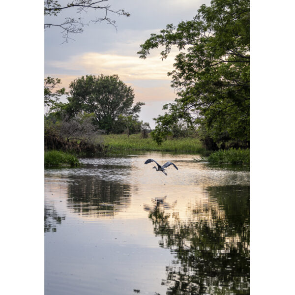 Corixo - Pantanal - MT
