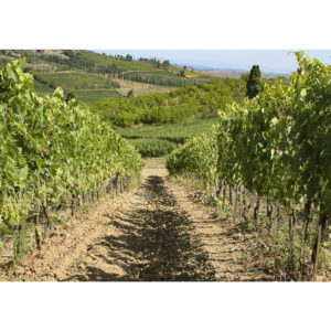 Parreiras, San Gimignano, Itália 2015