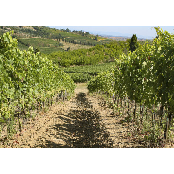 Parreiras, San Gimignano, Itália 2015