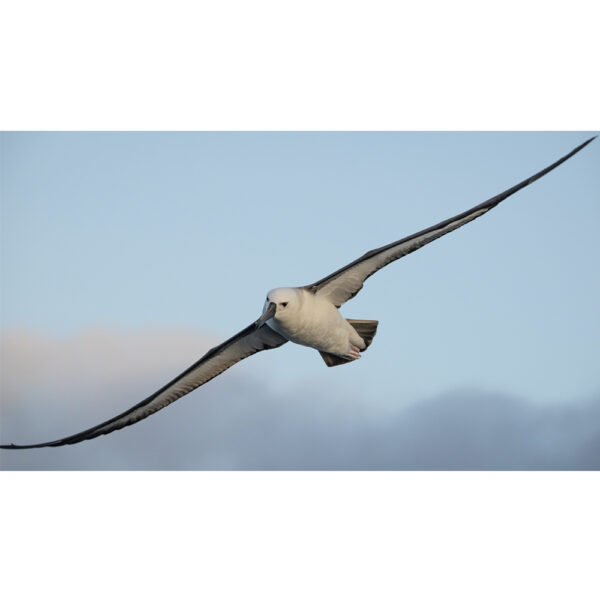 Albatroz de nariz amarelo - 03