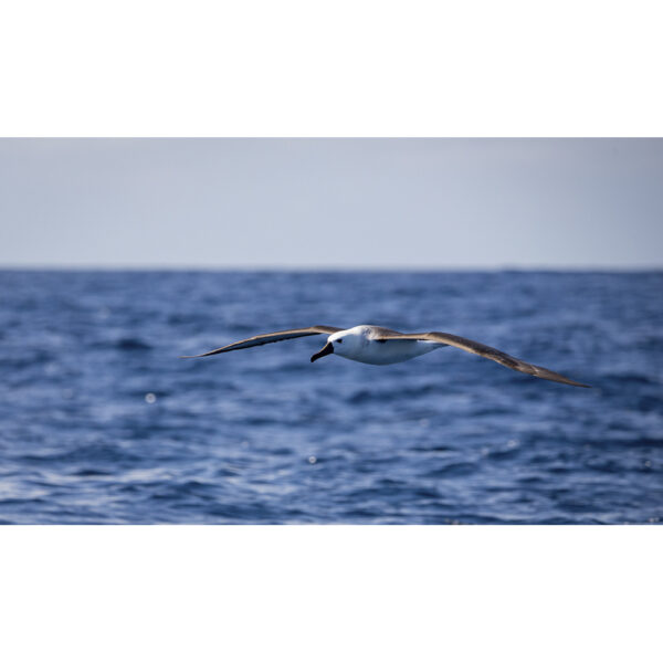 Albatroz de nariz amarelo - 10