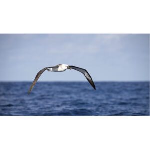 Albatroz de nariz amarelo - 18