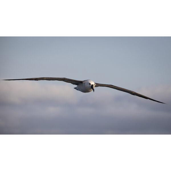 Albatroz de sombrancelha - 02
