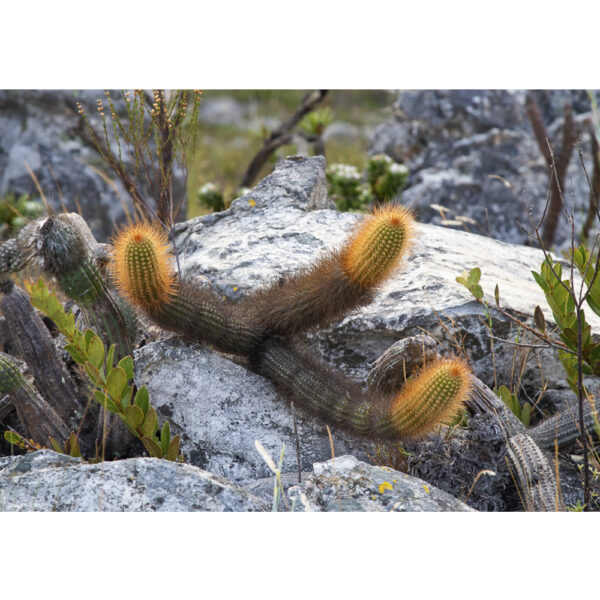 Cactos - Serra do Cipó - 01