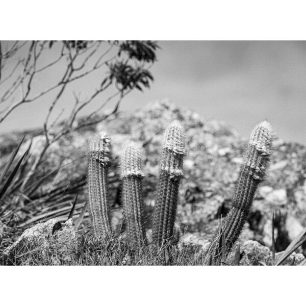 Cactos - Serra do Cipó - 02