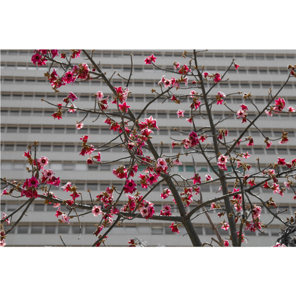 Flores urbanas