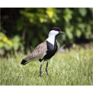 Tui-tui-ferrão