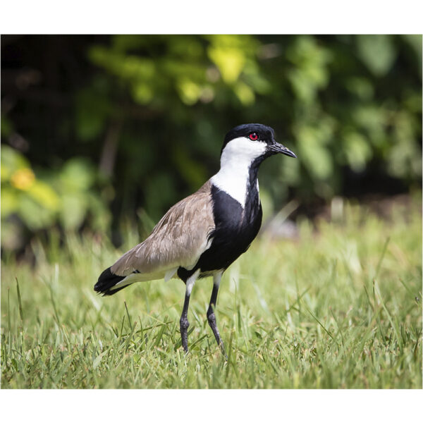 Tui-tui-ferrão