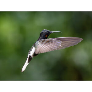 Beija-flor-preto - 03
