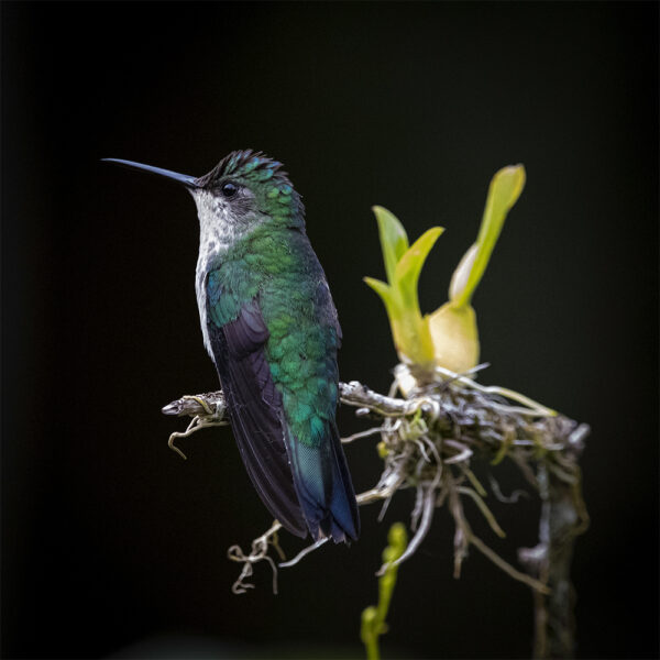 Beija-flor-de-fronte-violeta - 08