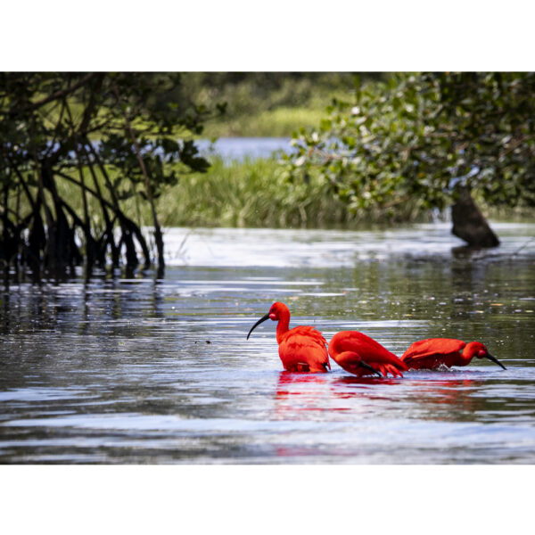 Guará - 06