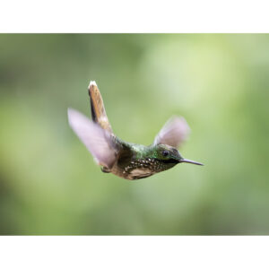 Topetinho-verde - 01