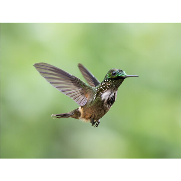 Topetinho-verde - 02