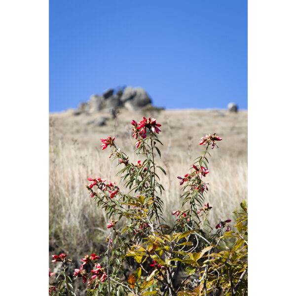 Serra da Bocaina 03
