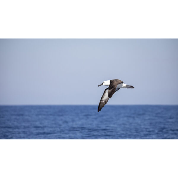 Albatroz de nariz amarelo - 11
