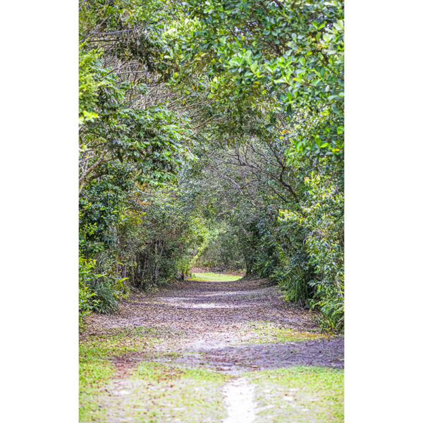 Túnel Verde - Cananéia 2022