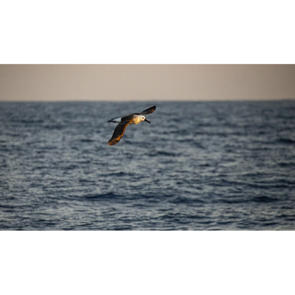 Albatroz de nariz amarelo - 16