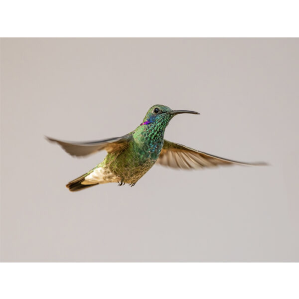 Beija-flor-de-orelha-violeta - 01