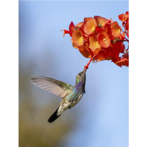 Beija-flor-de-peito-azul - 02